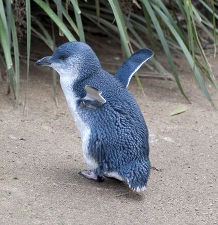花崗岩島小藍企鵝